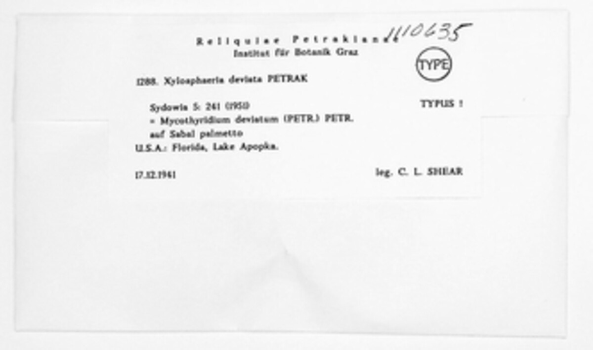 Mycothyridium deviatum image